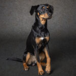 hundporträtt hundfotograf Jönköping