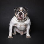 hundporträtt hundfotograf Jönköping