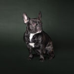 hundporträtt hundfotograf Jönköping